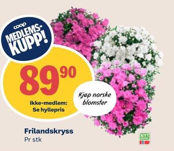 Coop Mega Frilandskryss tilbud