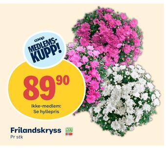 Coop Extra Frilandskryss tilbud