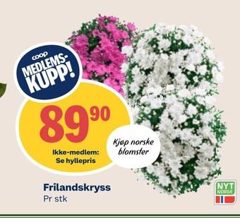Coop Mega Frilandskryss tilbud