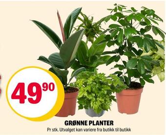 Coop Extra Grønne planter tilbud