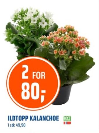 Coop Obs Ukjent plante tilbud