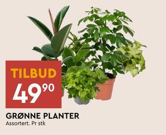 Grønne planter