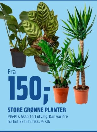 Coop Obs Store grønne planter tilbud
