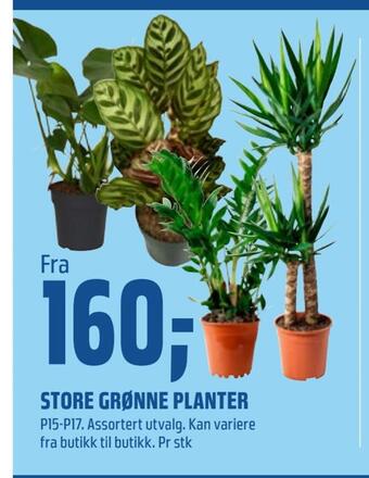 Coop Obs Store grønne planter tilbud