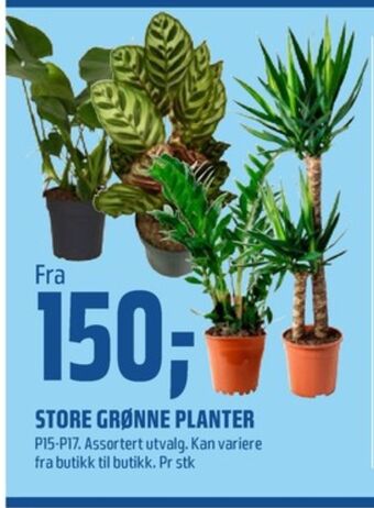 Coop Obs Ukjent plante tilbud