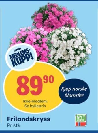 Coop Obs Ukjent plante tilbud