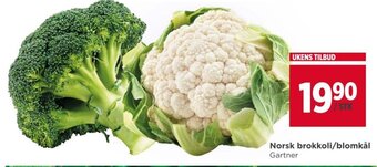Meny Norsk brokkoli/blomkål Gartner tilbud