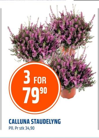 Coop Obs Calluna staudelyng tilbud