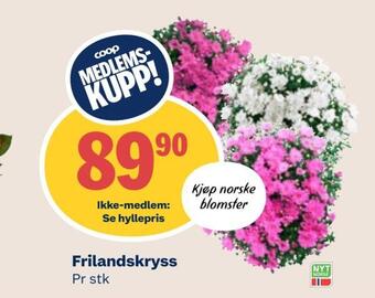 Coop Mega Frilandskryss tilbud