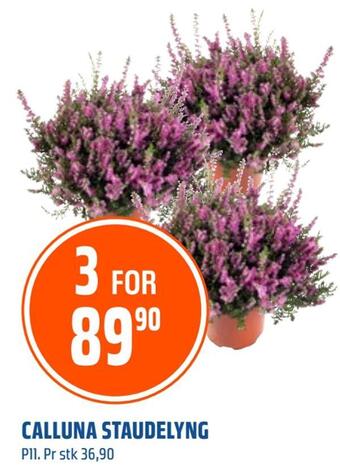 Coop Obs Calluna staudelyng tilbud
