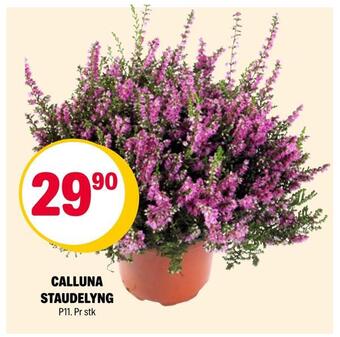Coop Extra Calluna staudelyng tilbud