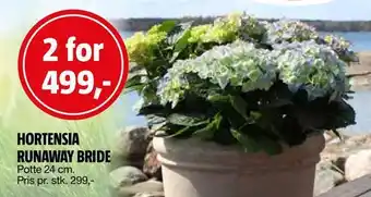 Bauhaus Hortensia runaway bride tilbud