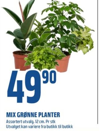 Coop Obs Ukjent plante tilbud