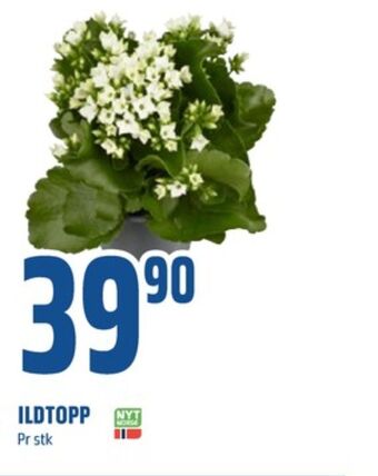 Coop Obs Ukjent plante tilbud