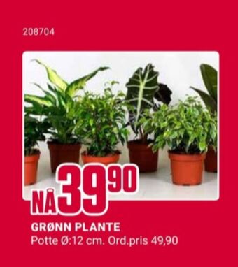 Europris Ukjent plante tilbud