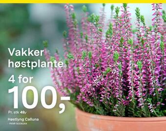 Høstlyng calluna