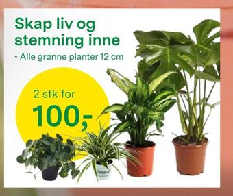 Felleskjøpet Alle grønne planter 12 cm tilbud