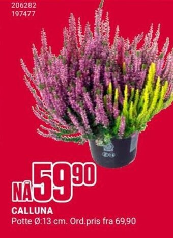 Europris CALLUNA tilbud