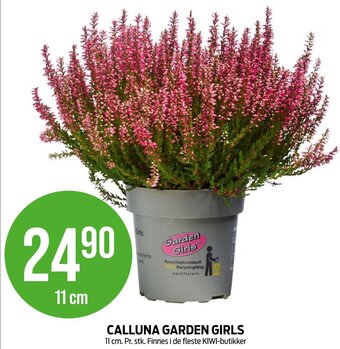 Kiwi CALLUNA GARDEN GIRLS tilbud