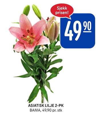 Rema 1000 Asiatisk lilje 2-pk tilbud