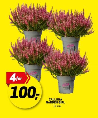 Bunnpris Calluna garden girl tilbud