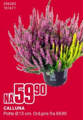 Europris Ukjent plante tilbud