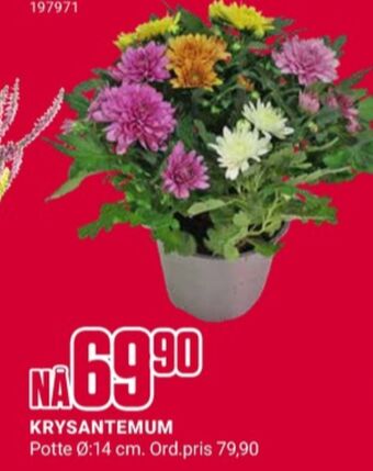 Europris Ukjent plante tilbud