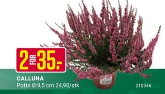 Europris Ukjent plante tilbud