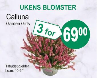 Joker Calluna tilbud