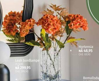 Nille Hortensia tilbud