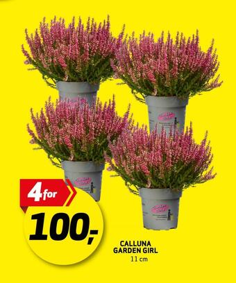 Bunnpris Calluna garden girl tilbud