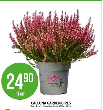 Kiwi Calluna garden girls tilbud