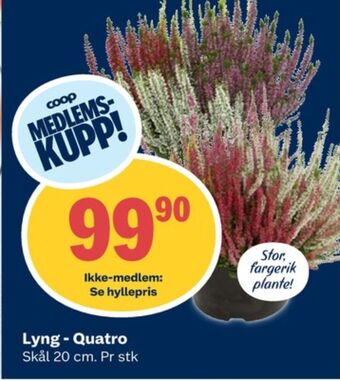 Coop Obs Ukjent plante tilbud