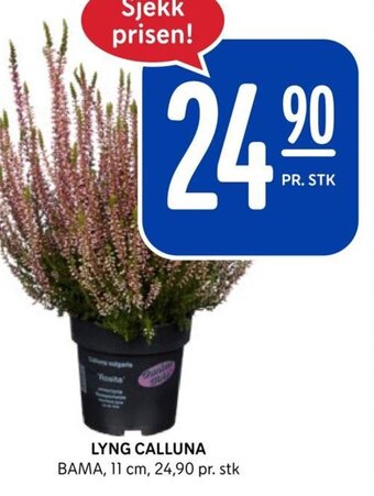Rema 1000 LYNG CALLUNA tilbud