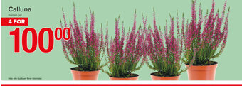 Spar Calluna tilbud