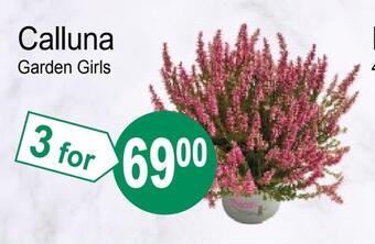 Joker Calluna tilbud