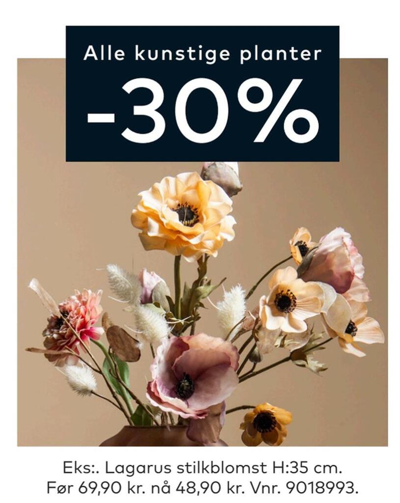 Skeidar Lagarus stilkblomst tilbud