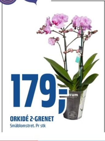 Coop Obs Ukjent plante tilbud