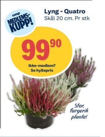 Coop Obs Ukjent plante tilbud
