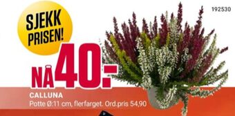 Europris Ukjent plante tilbud