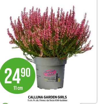 Kiwi CALLUNA GARDEN GIRLS tilbud