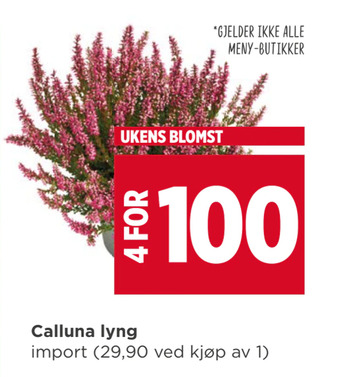 Meny Calluna lyng tilbud