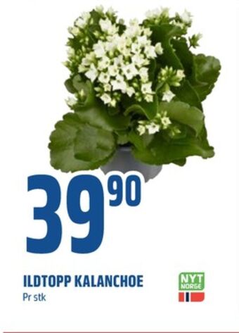 Coop Obs Ukjent plante tilbud