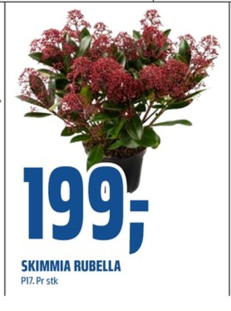 Coop Obs Ukjent plante tilbud