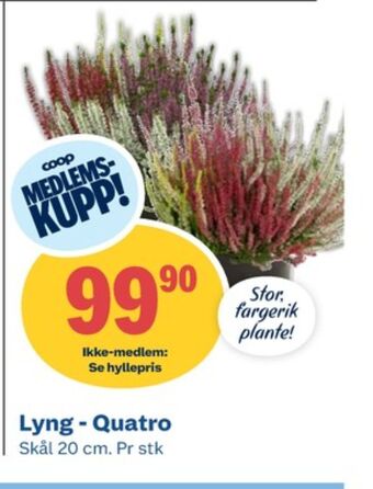 Coop Obs Ukjent plante tilbud