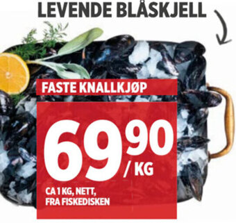 Meny LEVENDE BLÅSKJELL tilbud