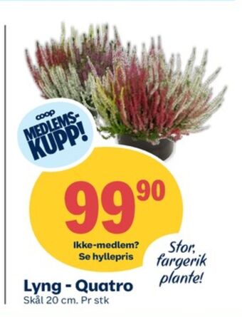Coop Obs Ukjent plante tilbud