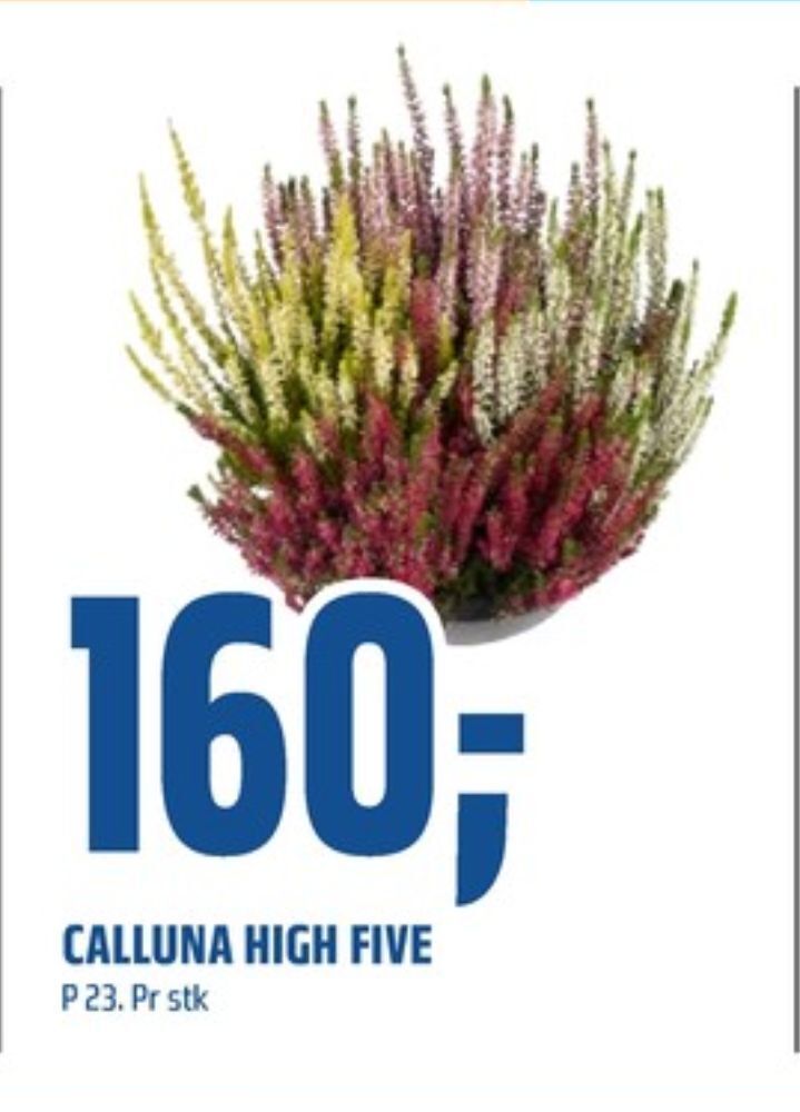 Coop Obs Ukjent plante tilbud