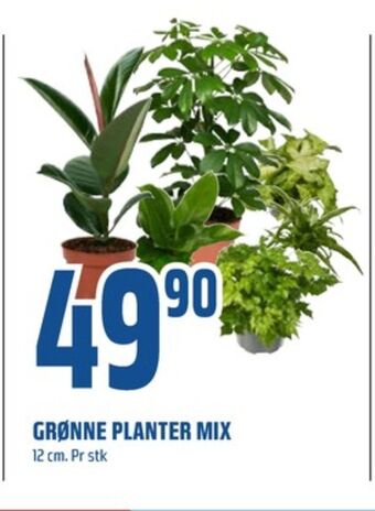 Coop Obs Ukjent plante tilbud