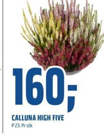 Coop Obs CALLUNA HIGH FIVE tilbud